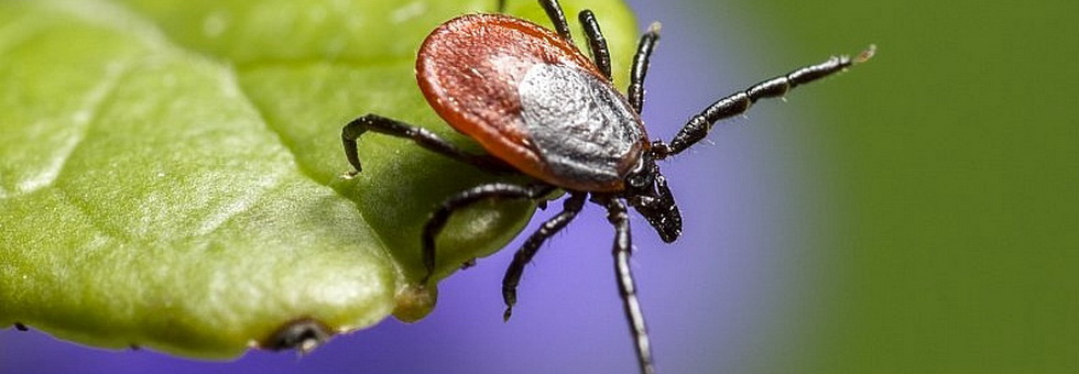 10+1 tévhit a kullancsokról