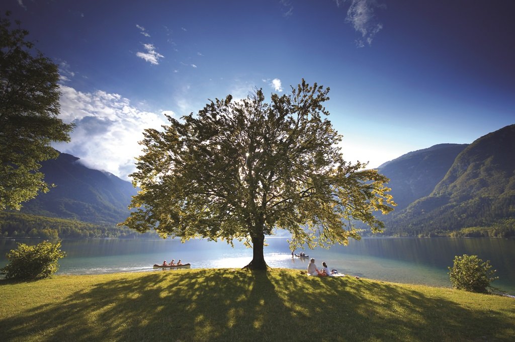 A híres fa a Bohinji-tó partján