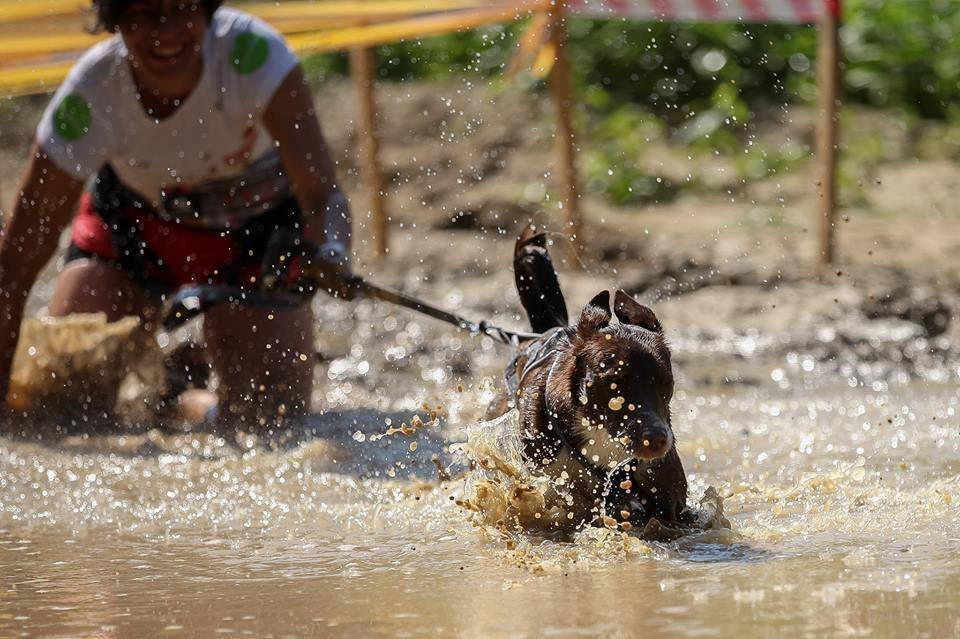 Hard Dog Race Forrás: Julius-K9 Magyarország