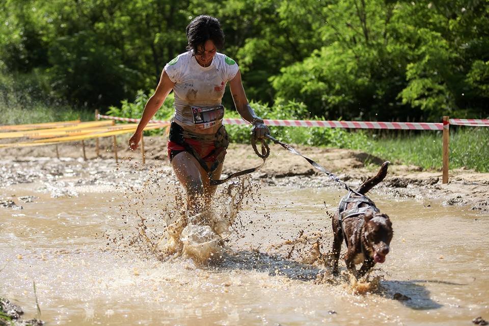 Hard Dog Race Forrás: Julius-K9 Magyarország