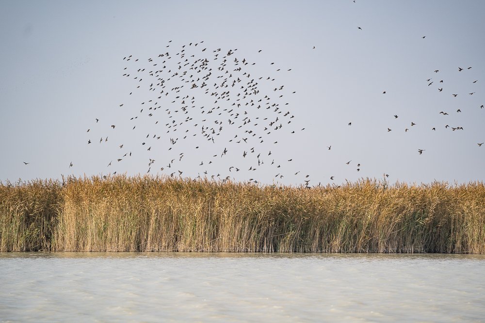 Különleges madárpopuláció a Fertő-Fertőzug Nemzeti Parkban