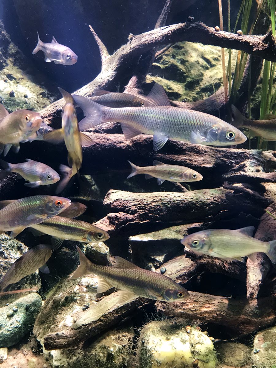 Őshonos halak a karlovaci vízi múzeumban