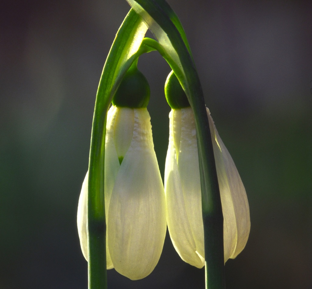 Hóvirágok (c) Forrásy Csaba