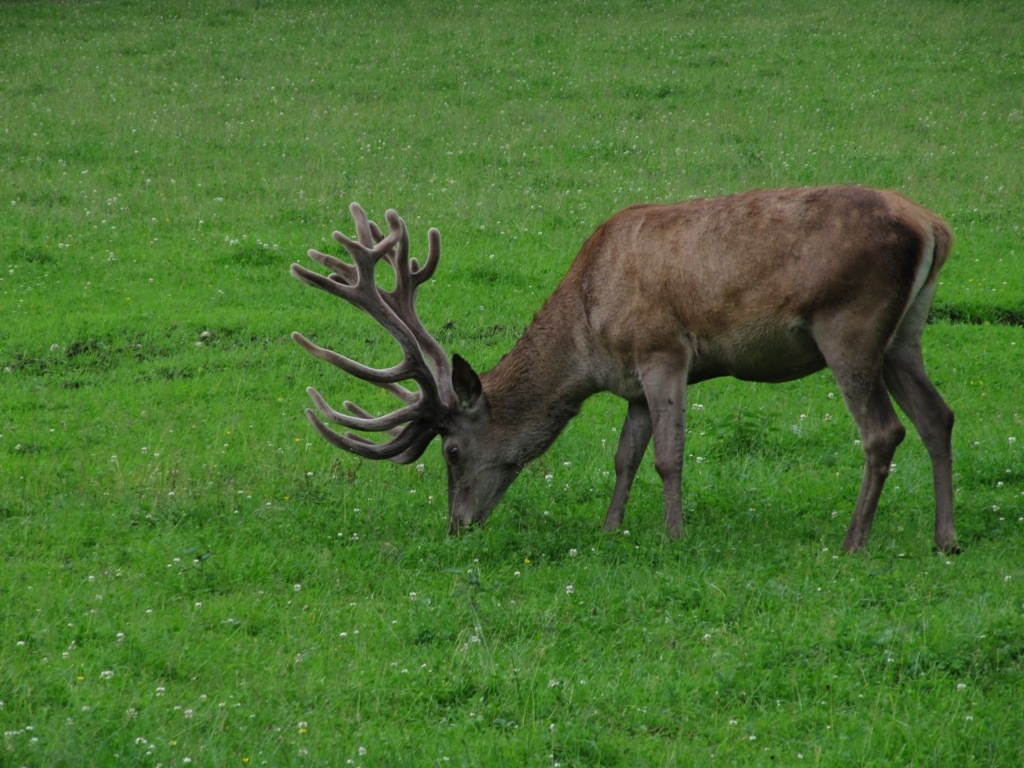Gímszarvas bika, forrás: Halász Antal