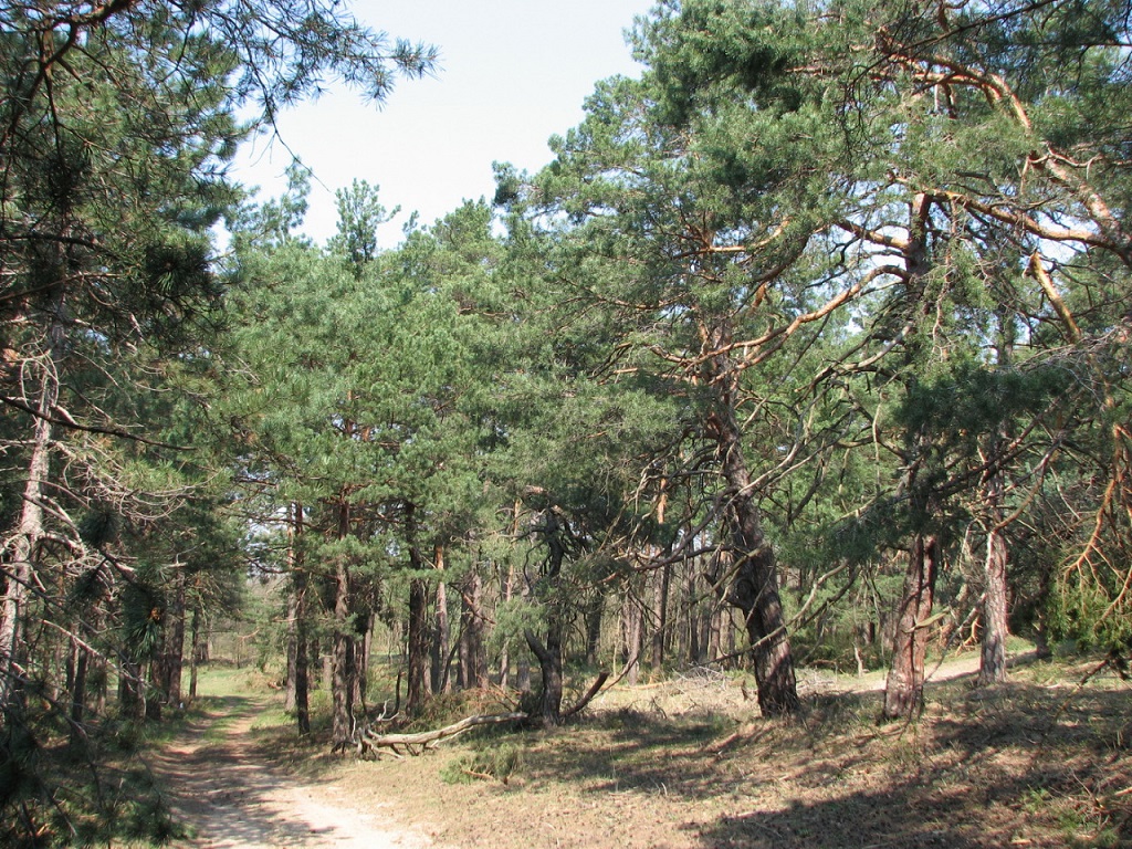 Fenyőfői ősfenyves