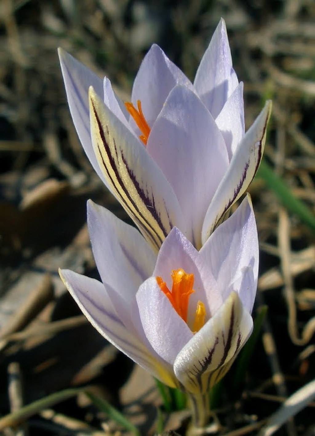 Tarka sáfrány (DINPI)