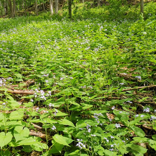 Túra a Holdviola tanösvényre
