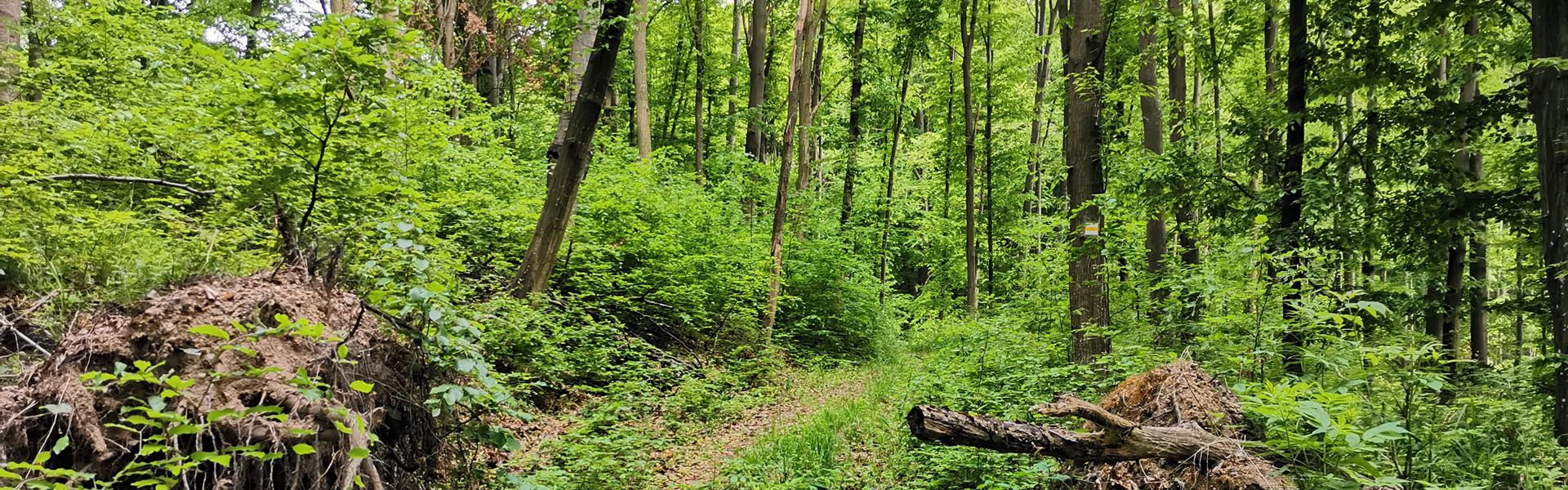 Túra a Hór-völgyében és a Pénzpatak víznyelő barlangjához Túra