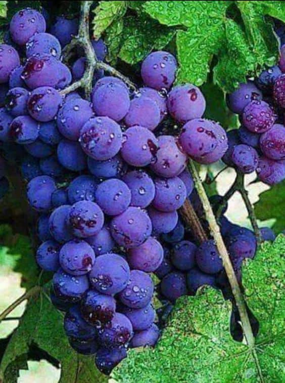 Kerékpáros gasztrotúra a Tokaji Borvidékenimg