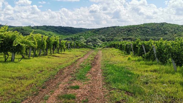 Az Egri kaptárkövek nyomában