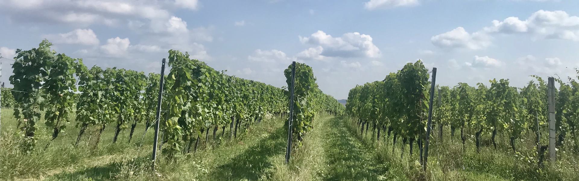 Bernstein Trail 11. szakasz Németlövő- Heiligenbrunn Túra