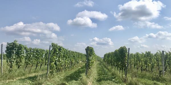 Bernstein Trail 11. szakasz Németlövő- Heiligenbrunn