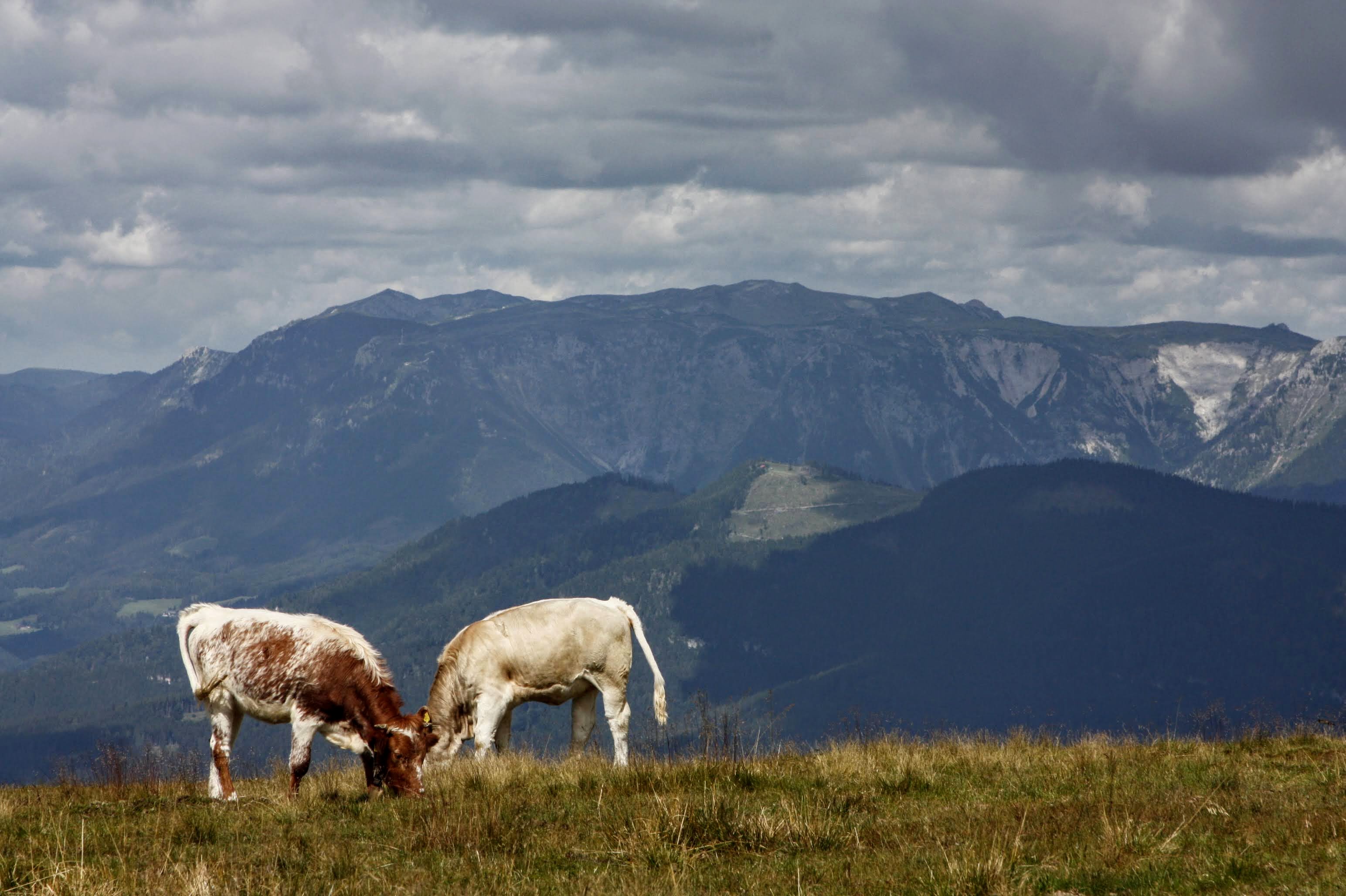 Alpannonia túraút 2. szakasz, Pretul - Feistritz-nyereg-4