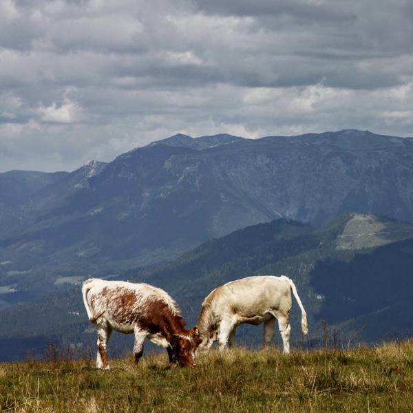 Alpannonia túraút 2. szakasz, Pretul - Feistritz-nyereg