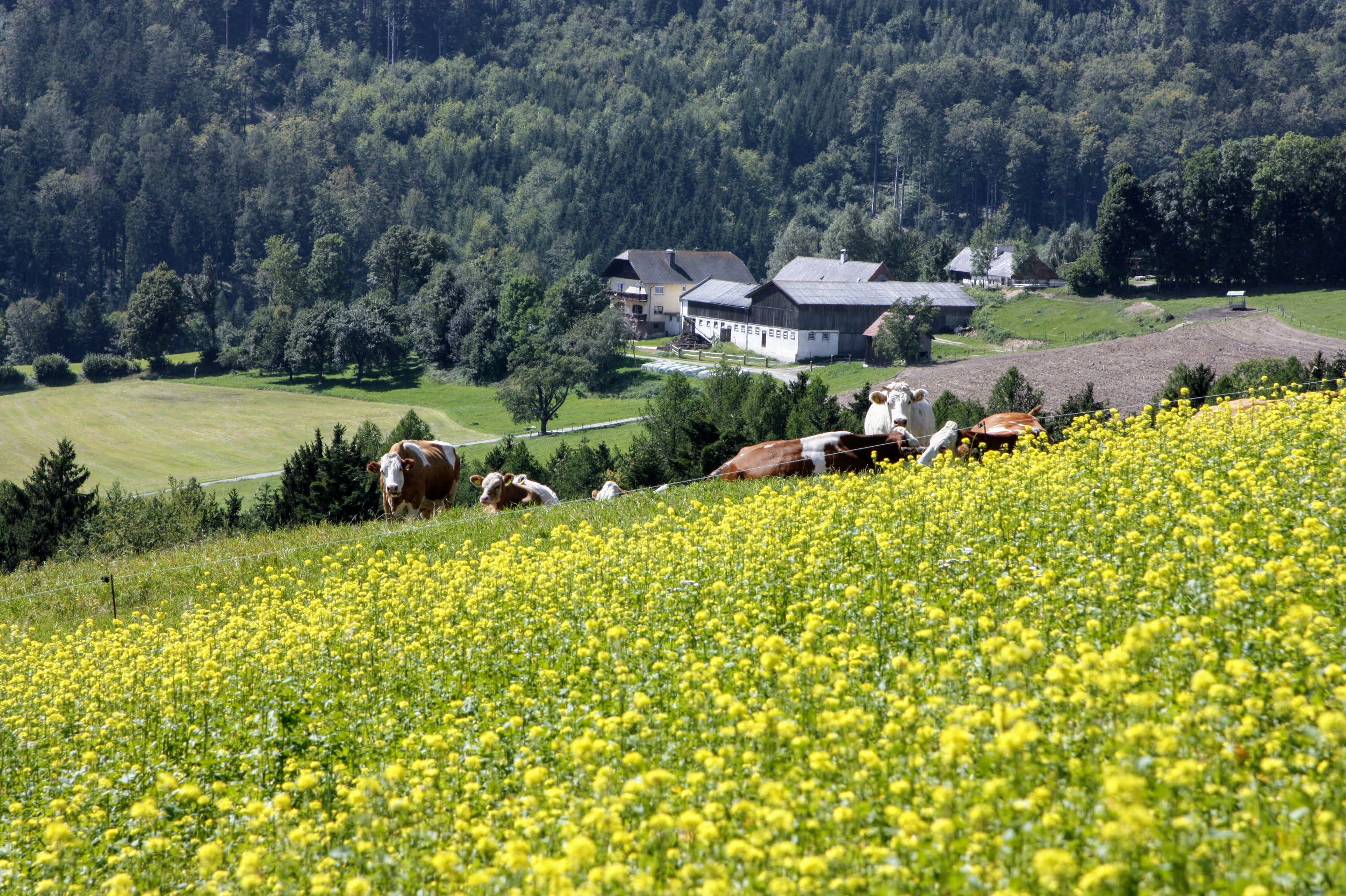 Alpannonia túraút 4. szakasz, Mönichkirchen-Hochneukirchen-4
