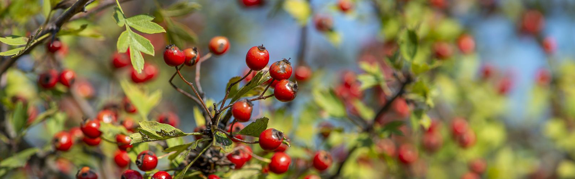 Őszi erdő gyümölcsei a Pilisi Parkerdőben Hír