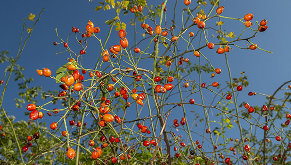 Őszi erdő gyümölcsei a Pilisi Parkerdőben