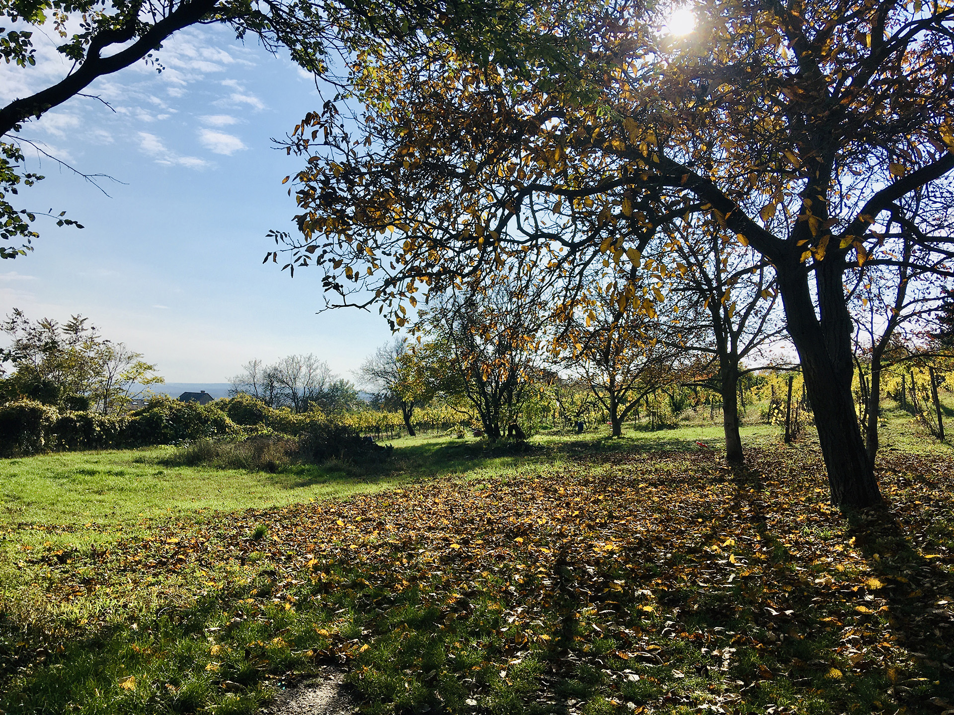 Zsámbéki Romtemplom panorámatúra-25