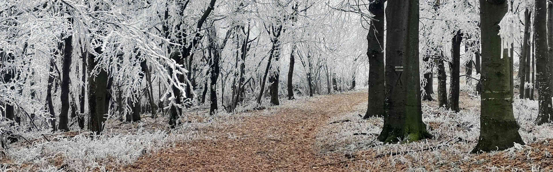 Classic Csóványos zöld túra, Pogányvárral spékelve Túra