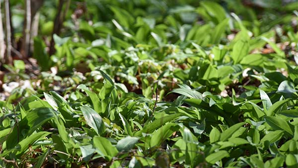 2021-ben hamarabb indulhat a medvehagyma-szezon