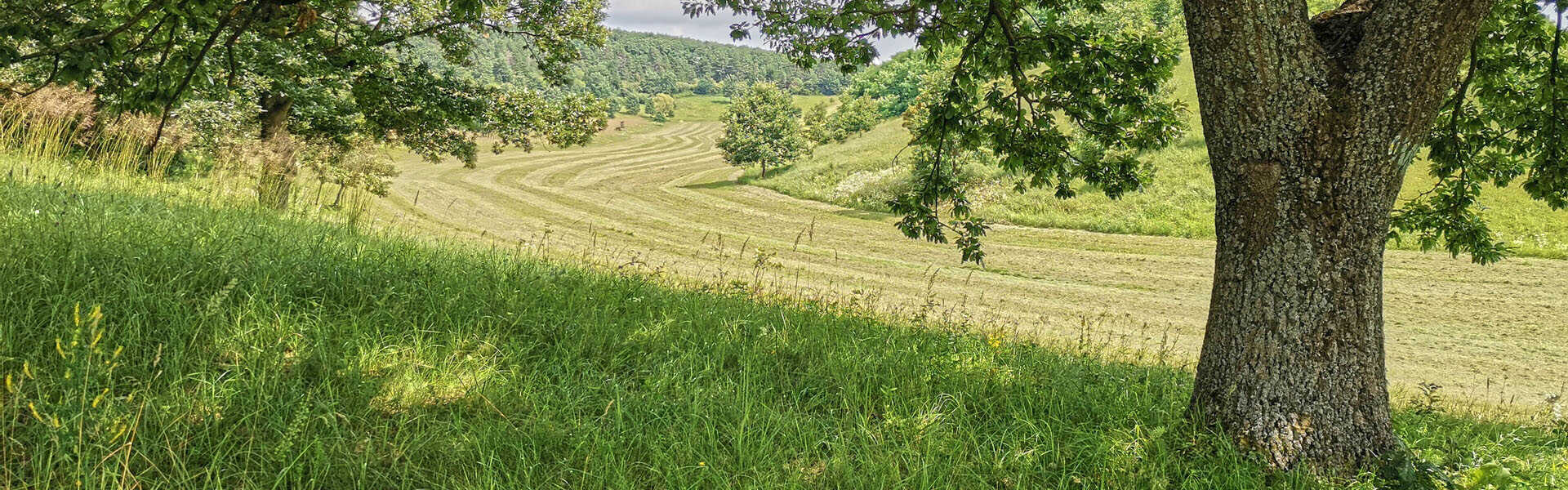 Szomolya és Noszvaj kaptárkövei