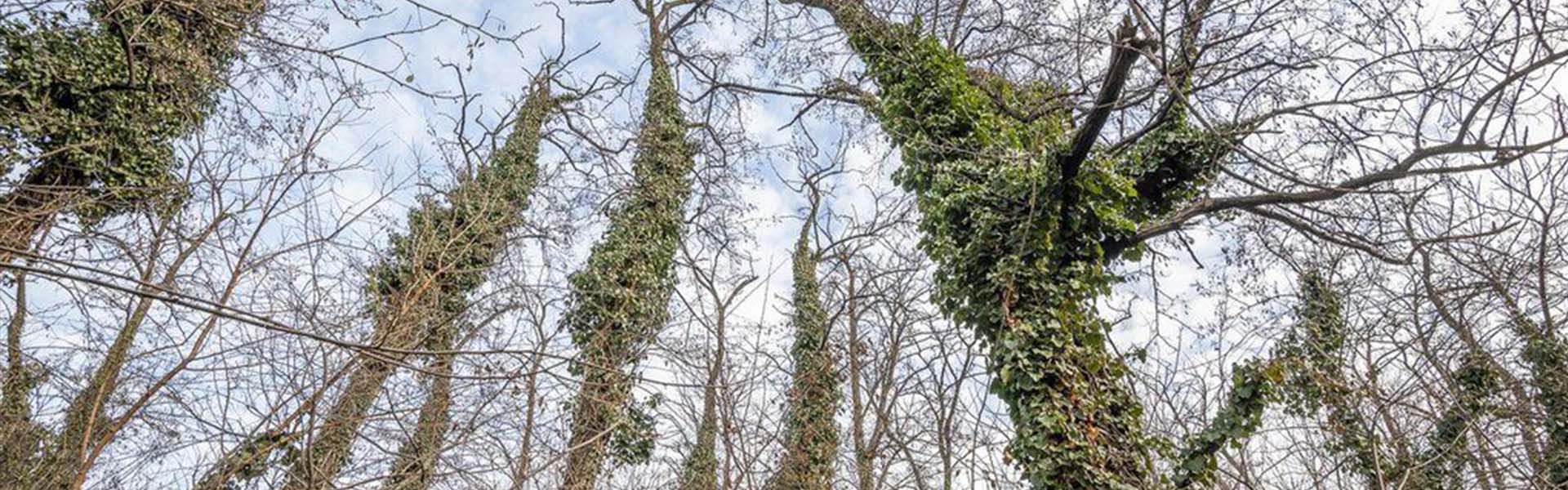 Városierdő fejlesztés indul Budapesten