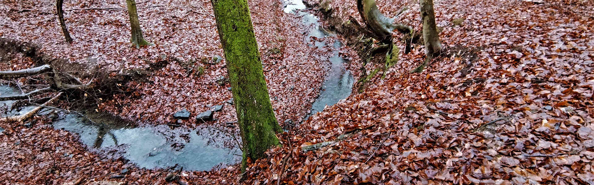 Márianosztra, Kóspallag, Nagyirtás kálvária körút Túra