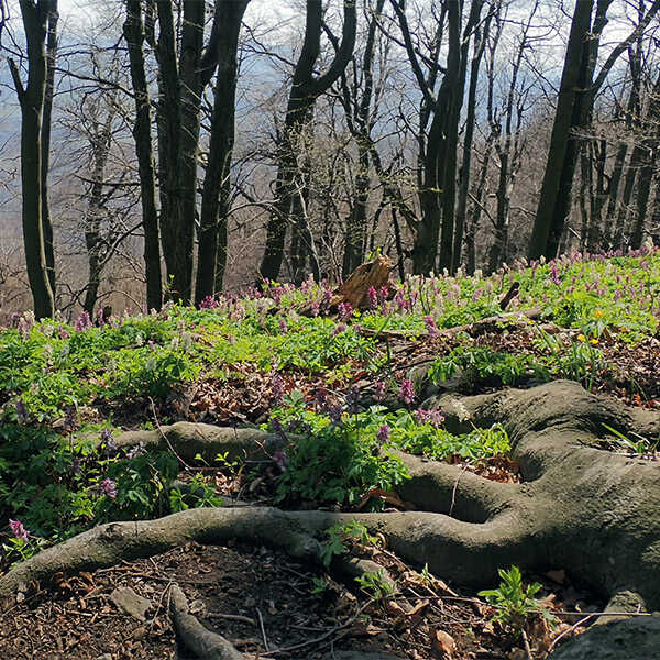 Boszorkányok és rabló lovagok a Kámor gerincén