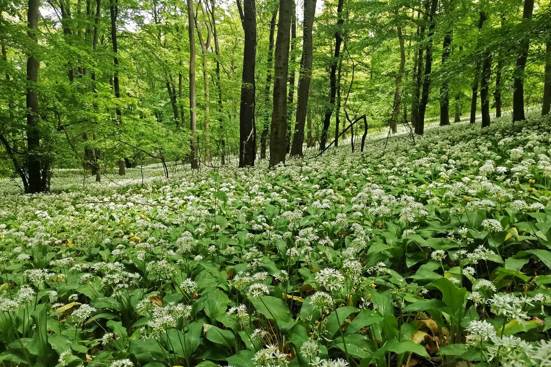 Rövidebb túra a Burok-völgyben-2