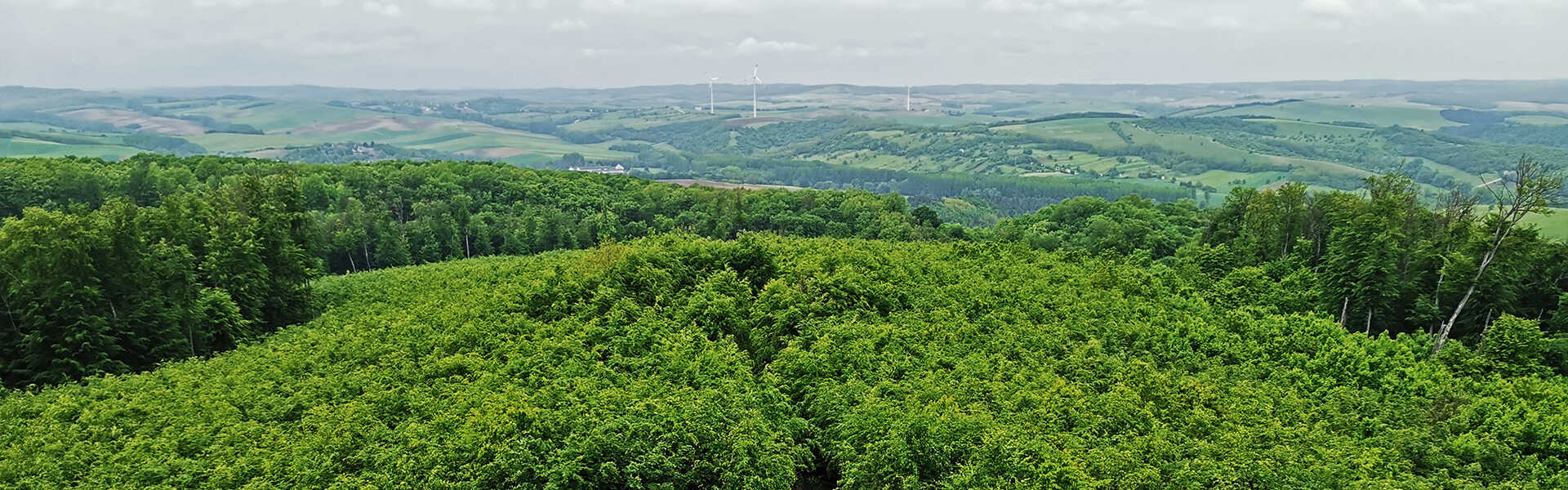 Túra a Tési Bükkös Erdőismereti tanösvényen Túra