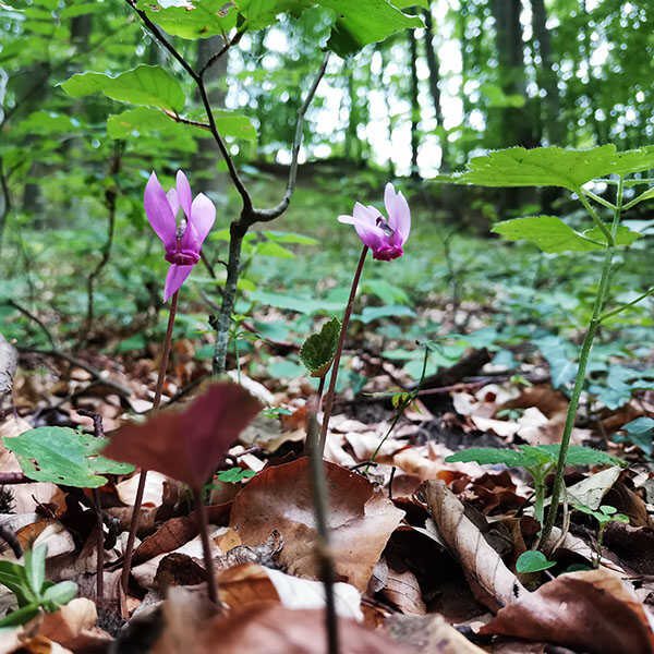 Kirándulás a Hódos-ér mentén nyár végi ciklámen vadászattal