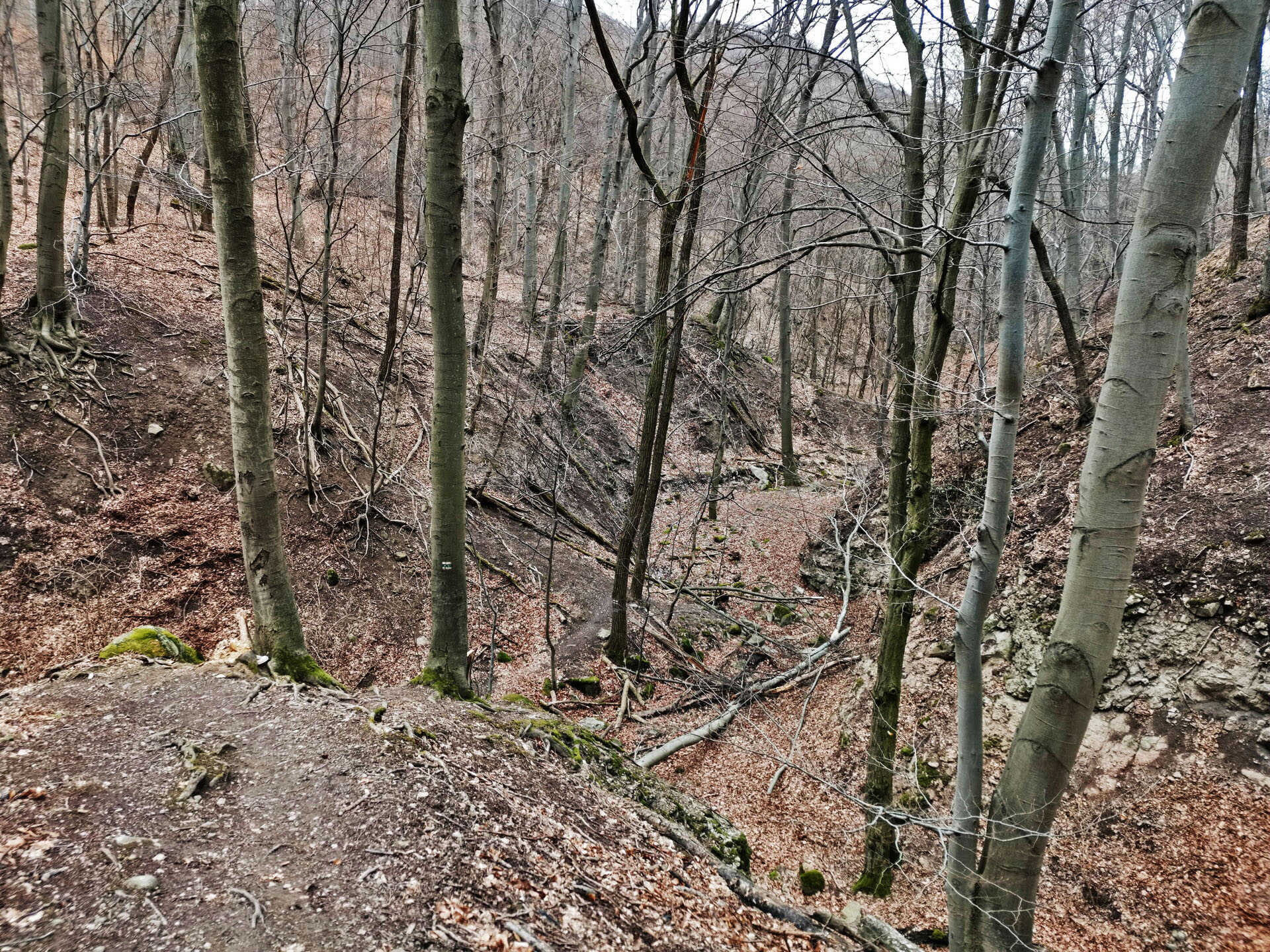 Kalicsa-völgyi erdőmerülés a Visegrádi-hegység mélyén-4