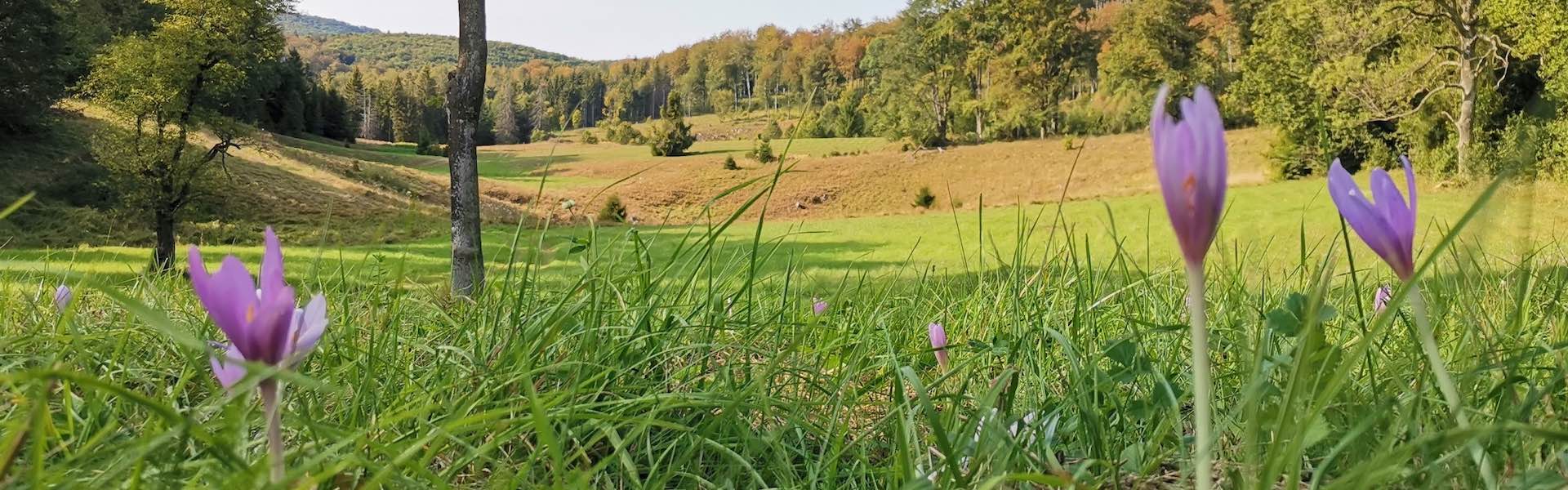 A Mizuno fenntarthatósági törekvései