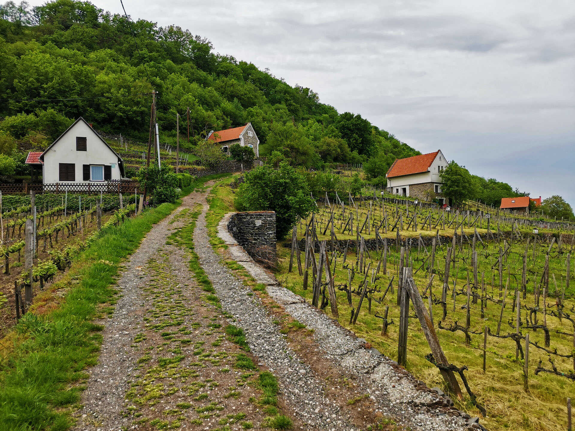 Vár- és bortúra az óriás elrepült kalapján-2