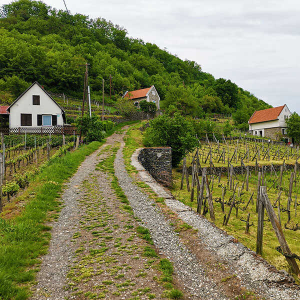 Vár- és bortúra az óriás elrepült kalapján