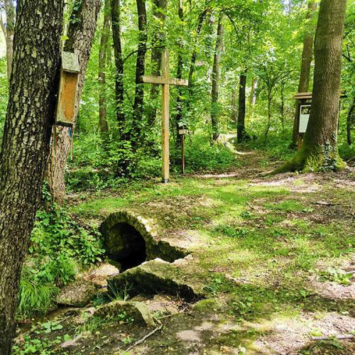 Botanikai körtúra a Kupi-erdőben