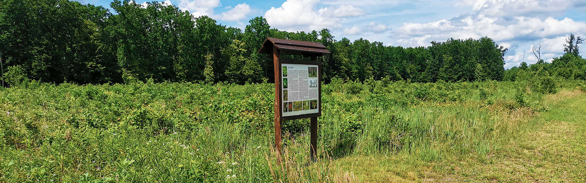 Botanikai körtúra a Kupi-erdőben