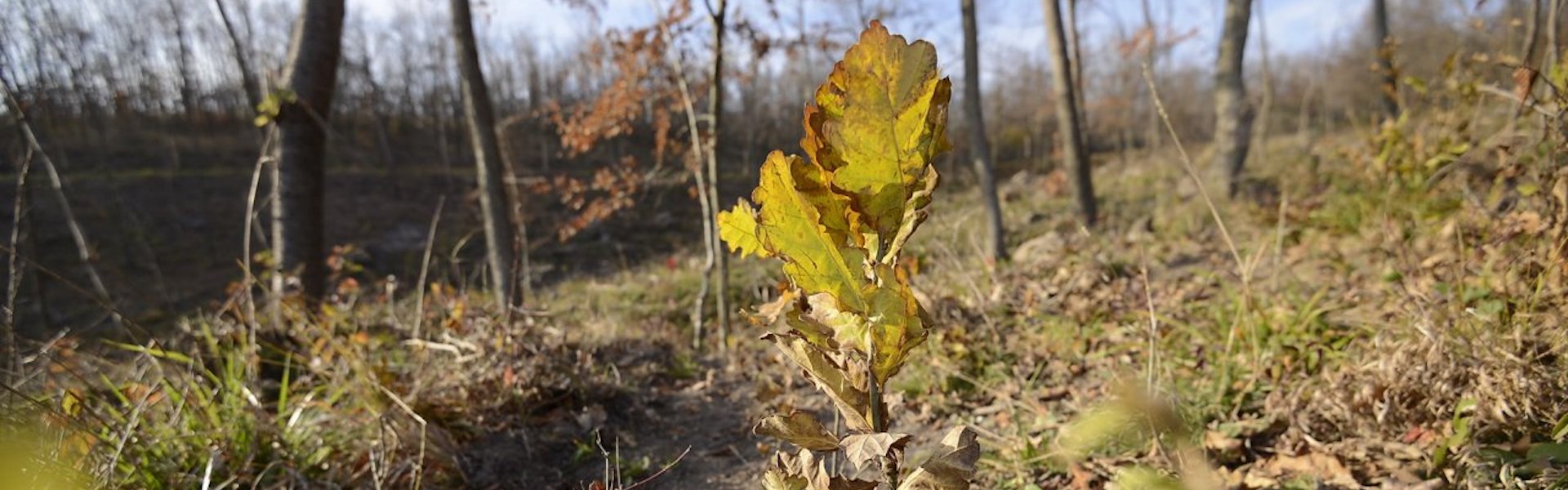 Fuss az erdész szemével- Instant kihívás