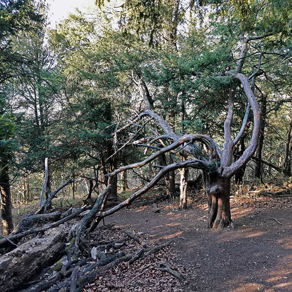Szentgáli Tiszafás és Esseg-vár körtúra
