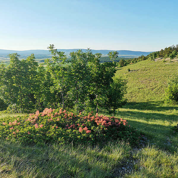 Kószálás a Vilonyai parkerdőben