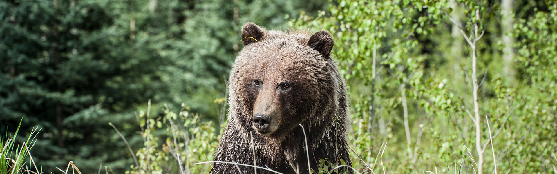 Mit tegyünk, ha a túratársunk egy medve