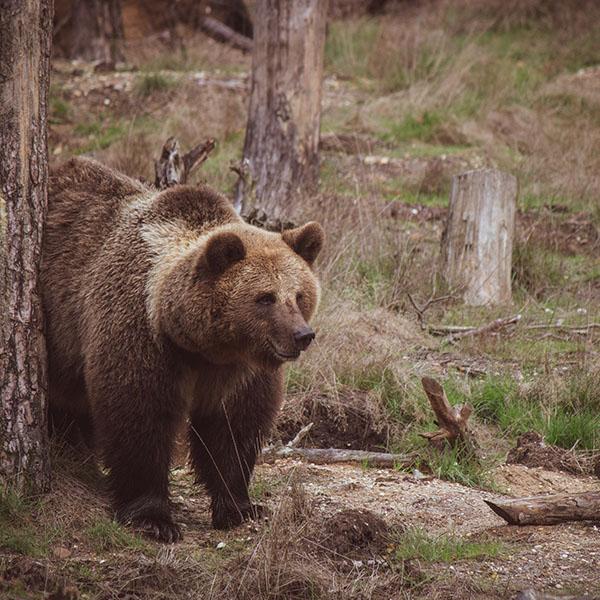 Mit tegyünk, ha a túratársunk egy medve