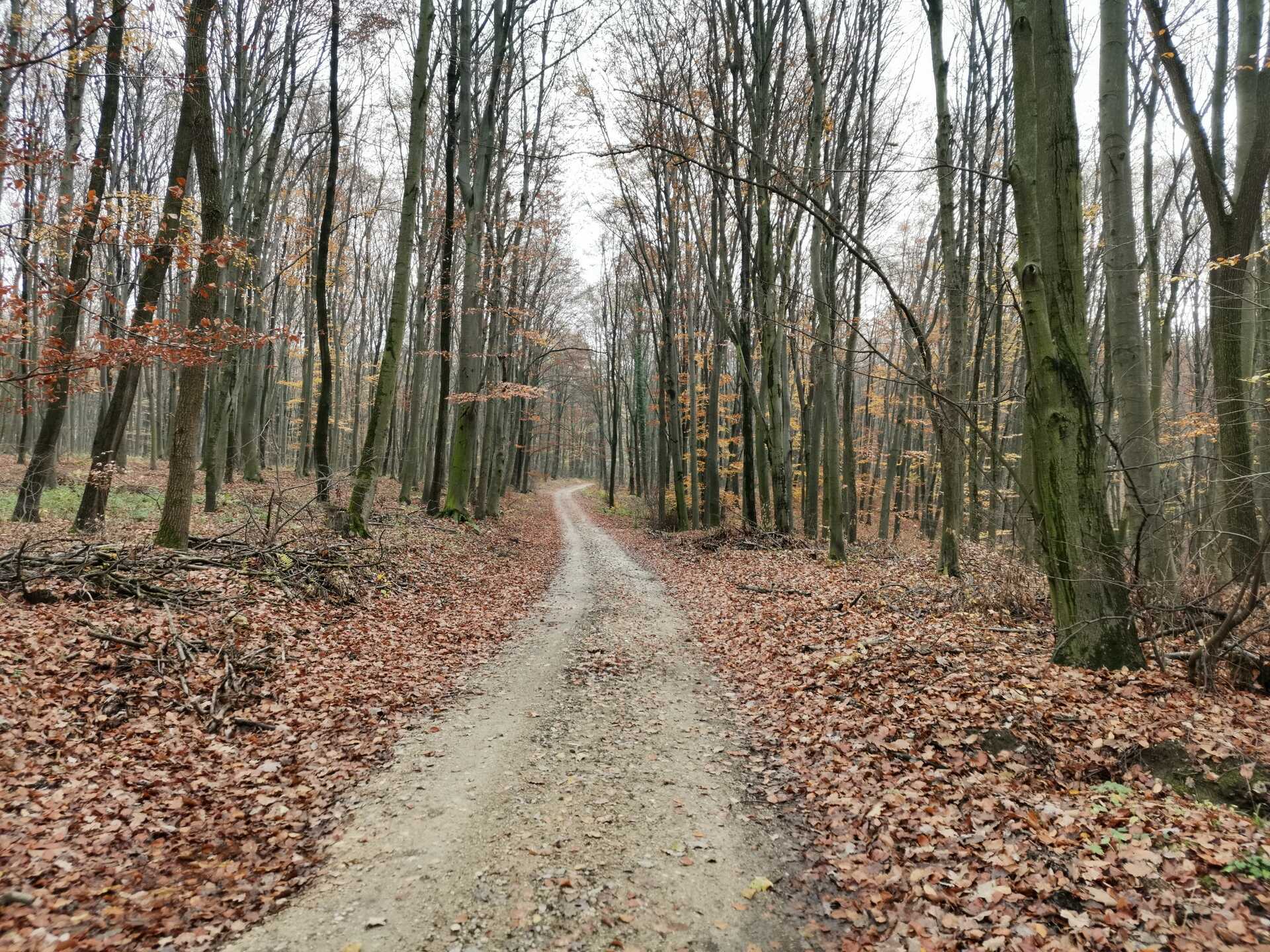 Erdei házikó az Ödön-forrás mellett-6