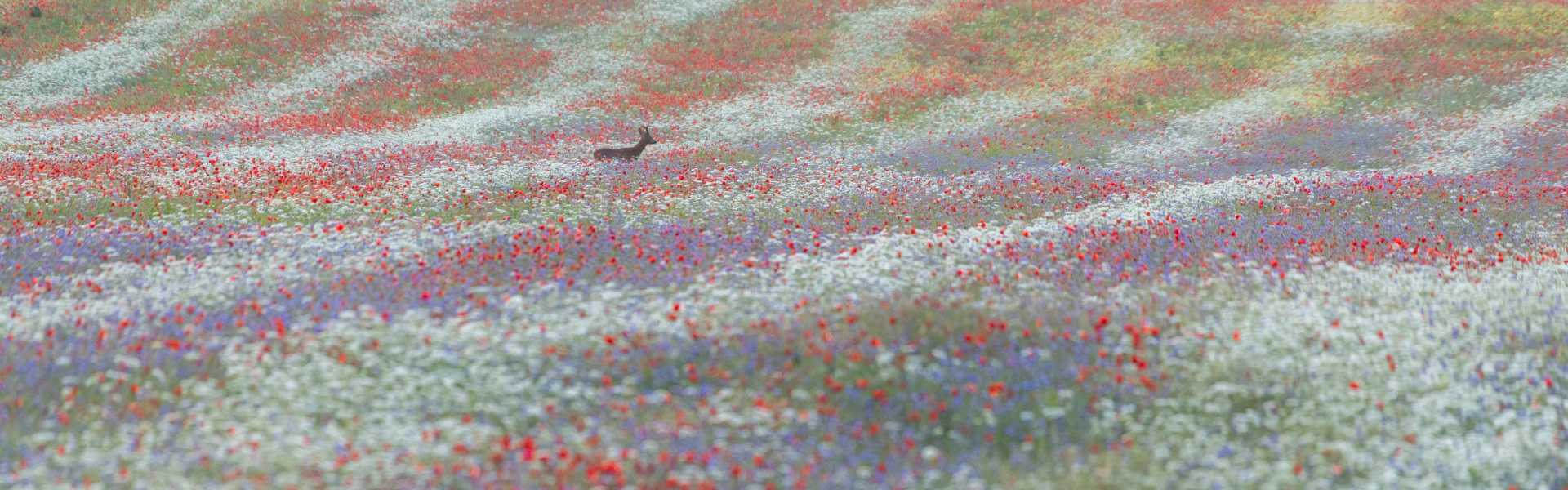 Sokszínű Balaton-felvidék