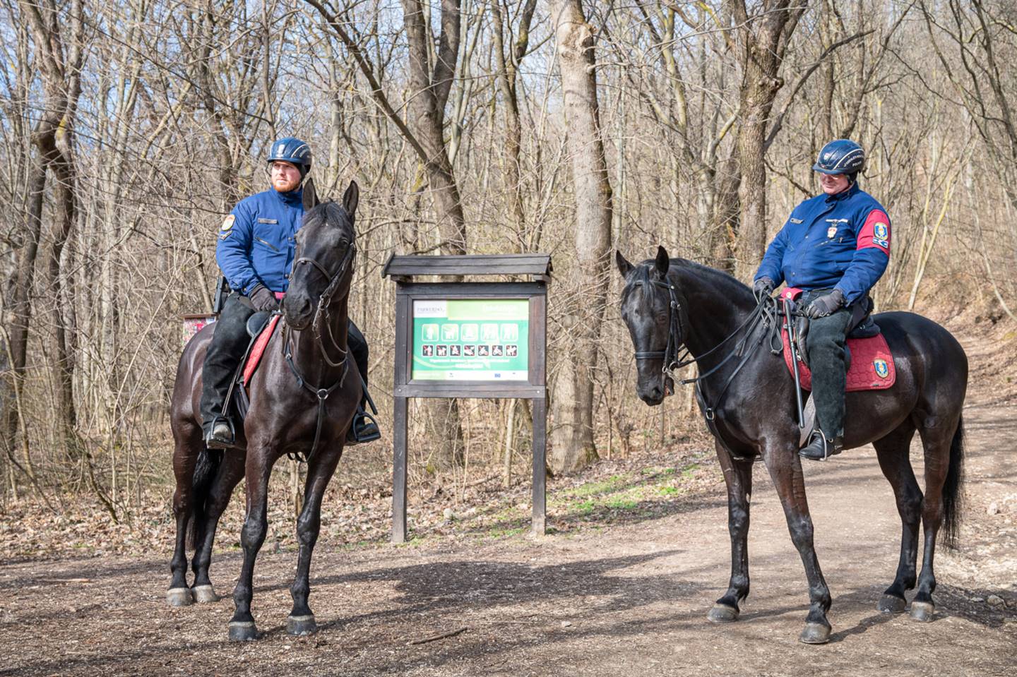 A Budai-hegyekben lovasrendőrök ügyelnek az erdő nyugalmára-1