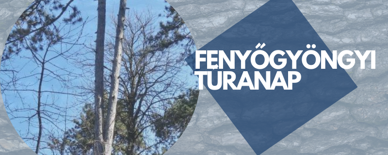 Fenyőgyöngyi Túranap - 24 / 11 / 6img