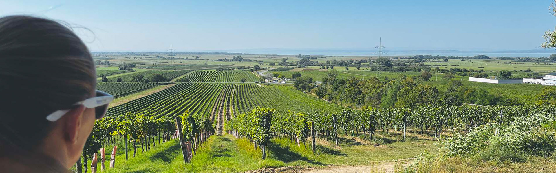 WeinWegGols túra és piknik