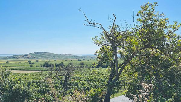 Joisból Purbachba a Kirschblüten Radweg mentén