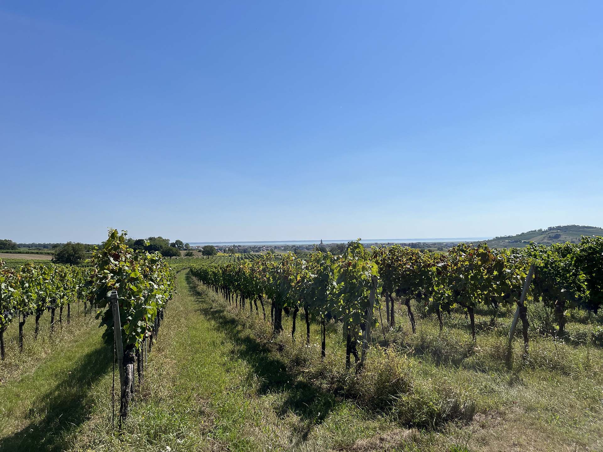 Panorámás túrázás piknikkel és borkóstolással fűszerezve-4