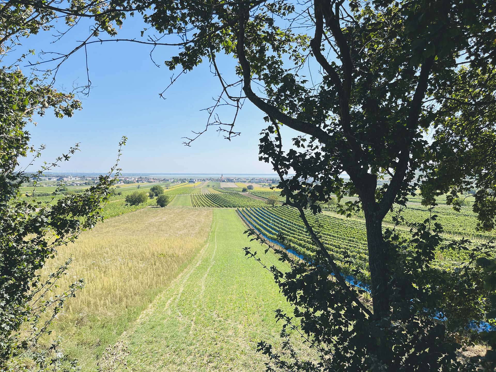 Panorámás túrázás piknikkel és borkóstolással fűszerezve-6